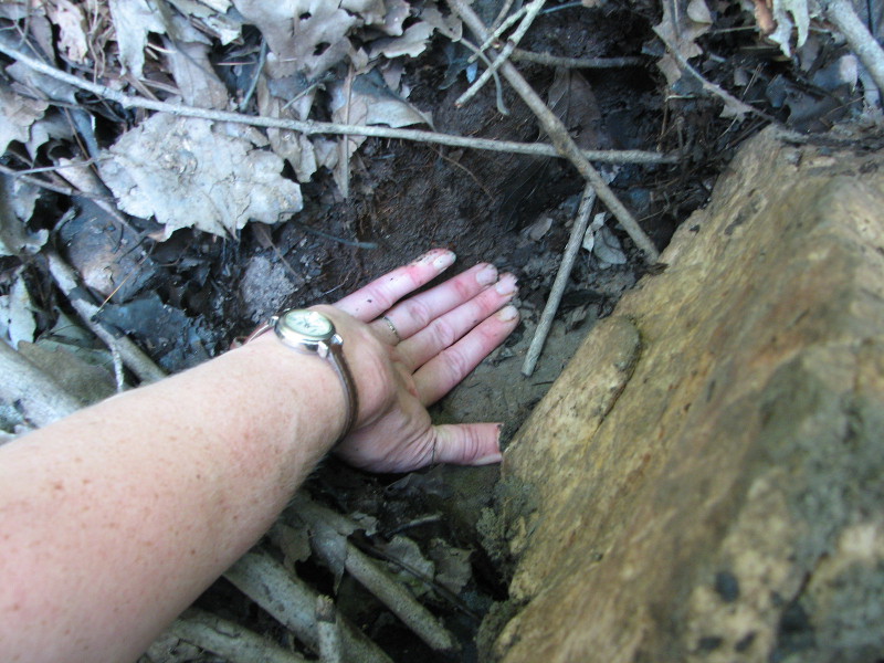 Dark organic soils at surface. Credit: Betsy Leppo